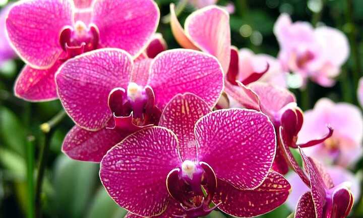 Ngắm hàng ngàn chậu hoa tết Đà Lạt đẹp long lanh