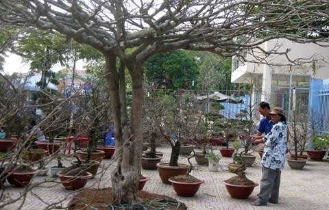 Cây mai ‘phu thê mẫu tử’ giá hơn 200 triệu