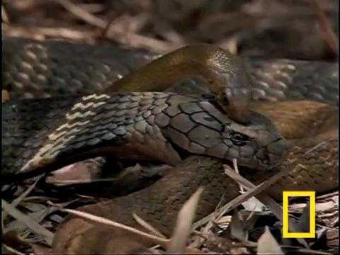 Clip: Hổ mang chúa 'xử' đẹp, tiêu diệt gọn con mồi