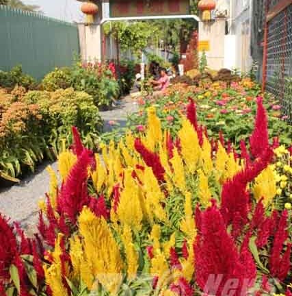 Chợ hoa Gò Vấp: Giảm giá vẫn đìu hiu