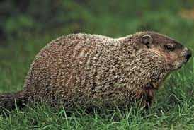 Đổ xô đi xem chú chuột dự báo thời tiết