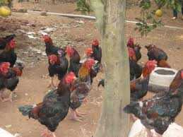 Gà Tết giá chục triệu đồng 'cháy hàng'