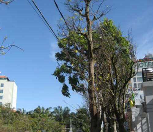 Mai cổ thụ 150 năm tuổi, giá 650 triệu đồng ở Cần Thơ