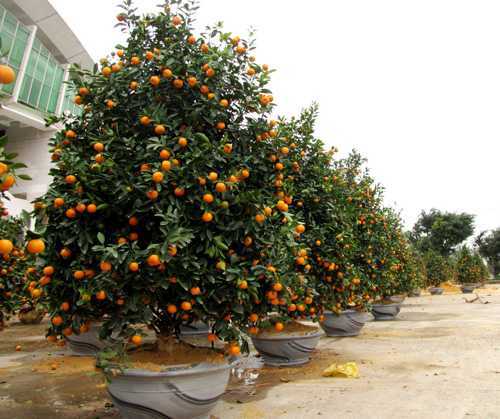 Cây cảnh trưng Tết vẫn ế ẩm