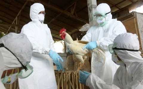Dịch cúm H5N1 đang rình rập Việt Nam