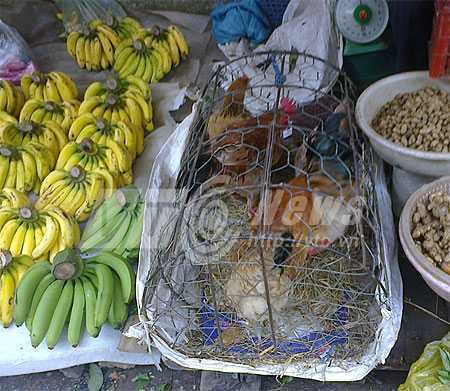 Để Tết này không ăn nhầm gà vịt Trung Quốc độc hại