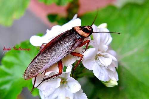 Phát hiện điểm chung giữa tuổi teen và loài gián