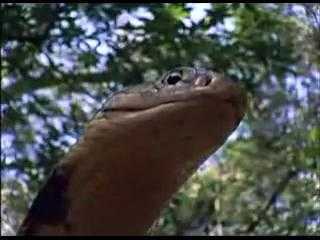 Liều mạng với hổ mang chúa để chụp ảnh 'độc'