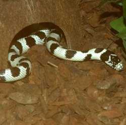 Những khả năng kỳ lạ nhất của loài rắn