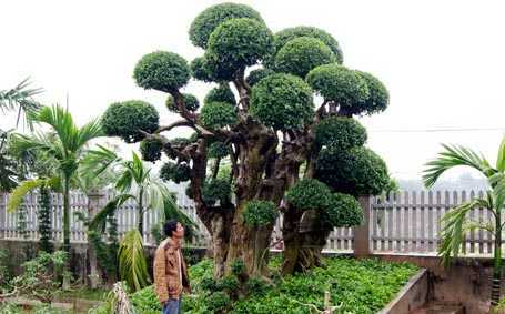 Ngỡ ngàng vẻ đẹp của cây duối ngàn tuổi