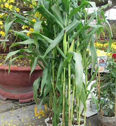 Chán kỳ hoa dị thảo, rộ mốt lúa ngô làm cảnh