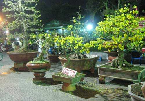 Chủ vườn mai bạc tỷ thu phí chụp ảnh để giữ cây