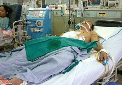 Ôsin nam nở rộ, đắt khách ngày Tết