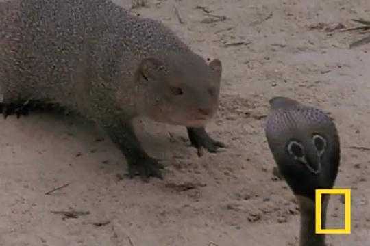 Clip: Hổ mang chúa 'đại chiến' với chồn