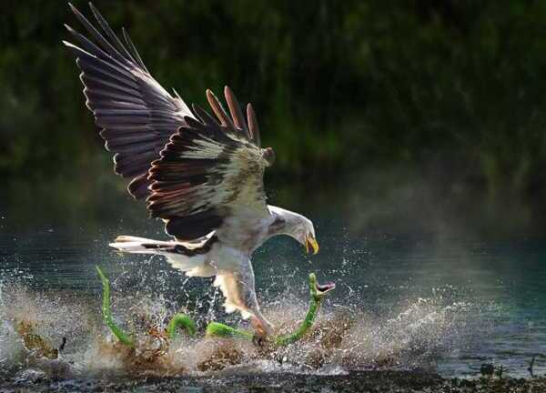 Video: Cuộc chiến giữa rắn và đại bàng