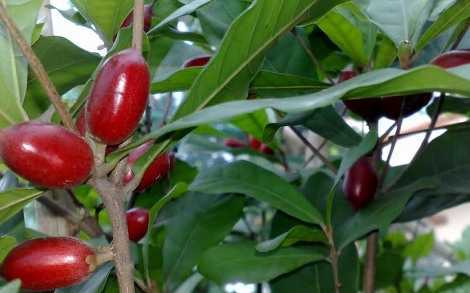 Kỳ lạ 'quả thần' ăn xong ăn gì cũng ngọt lịm ở Đà Lạt