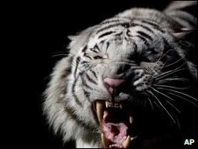 Cả họ kinh sợ vì cọp bắt người