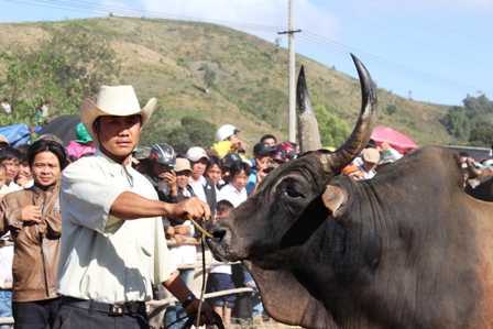 Tưng bừng lễ hội chọi bò vùng cao nguyên