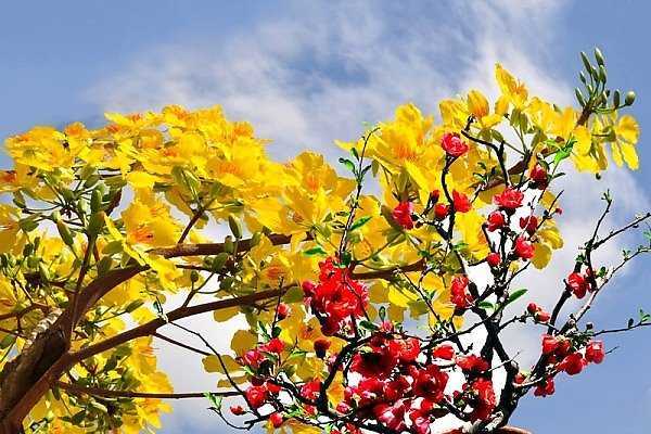 Cố giáo sư Trần Quốc Vượng nghĩ gì về Tết?