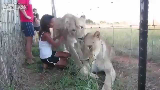 Clip: 'Ăn gan hùm' đùa giỡn với 2 chú sư tử