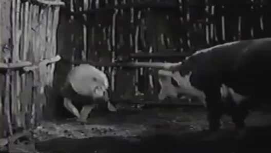 Clip: Sư tử và bò hỗn chiến ác liệt