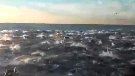 Kì lạ cảnh 100.000 chú cá heo tụ tập ở bờ biển Mỹ