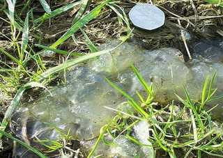 Bí ẩn chất lạ, bầy nhầy hậu nổ thiên thạch