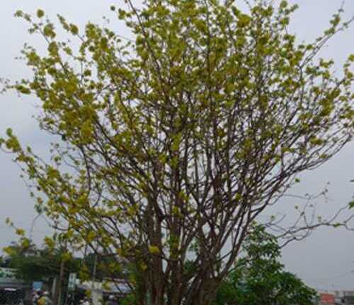 Ngắm mai cổ thụ 100 tuổi 'ăn Tết' muộn giá 150 triệu