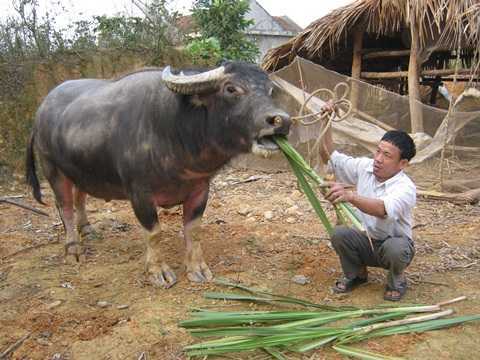 Đi tìm bí kíp 'kung fu' luyện trâu