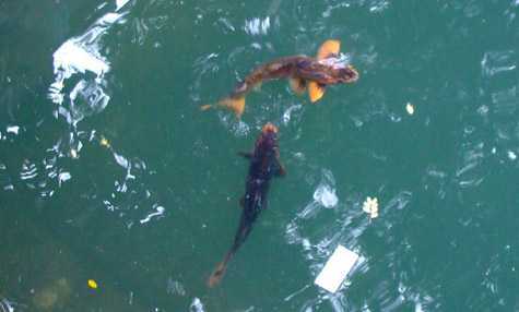 Video: Cá thần nghìn năm tuổi ở Bắc Ninh