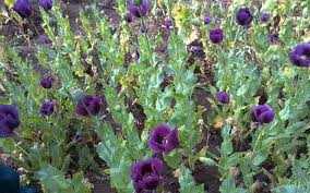 Chặt phá rừng thuốc phiện lớn nhất VN