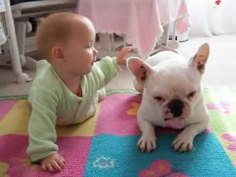 Ngộ nghĩnh clip chó bulldog dạy em bé tập trườn