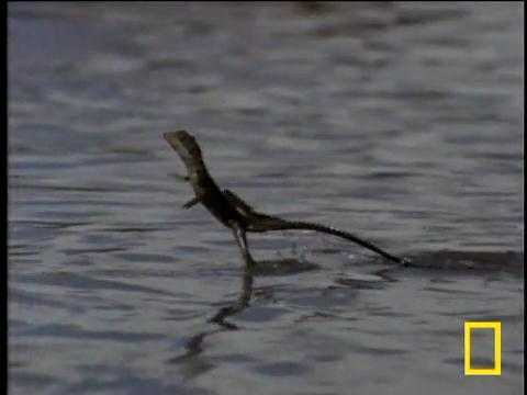 Loài vật hiếm hoi có thể đi được trên nước