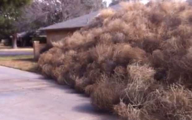 Video: Cỏ ma 'nuốt chửng' căn nhà trên sa mạc