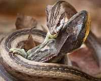 Clip: Cuộc chiến không cân sức giữa rắn và tắc kè hoa