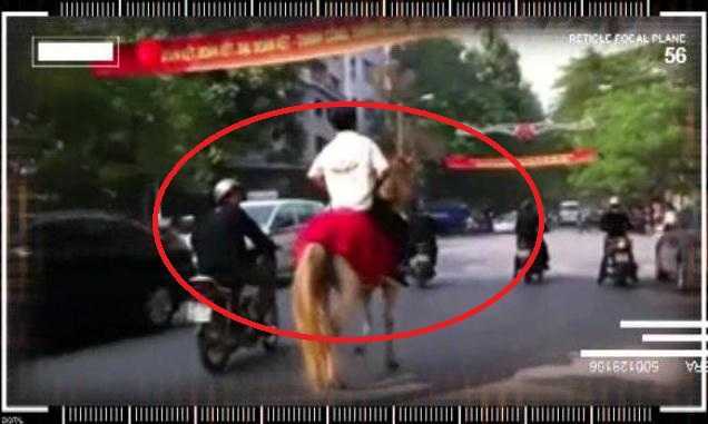 Clip: Ngựa trắng tham gia giao thông náo loạn Thủ đô