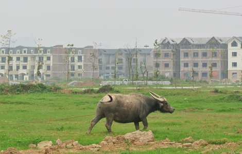 Chăn trâu trên đất nghìn tỉ