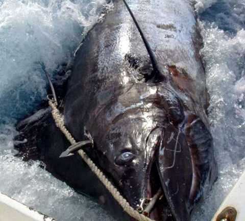 Bắt 'quái vật biển sâu' chỉ với giáo, dây thừng