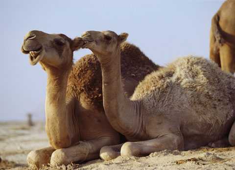 Ngắm con lạc đà có giá đắt hơn siêu xe