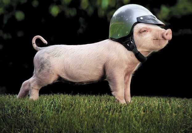 Chuyện ngôi làng chăm lợn hơn chăm... quý tử