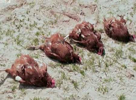 Xem động vật bị 'điểm huyệt' đến mất tri giác