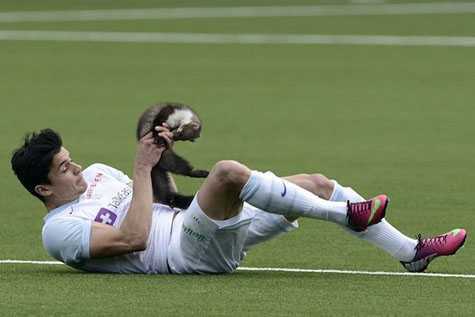 Cả sân náo loạn vì một chú chồn