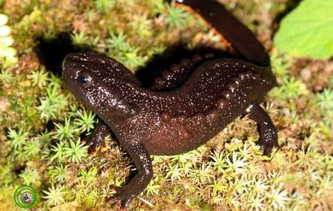 Loài cá cóc kì lạ mới phát hiện ở Việt Nam