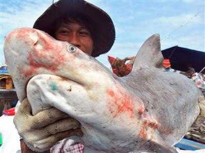 Nghề săn cá mập