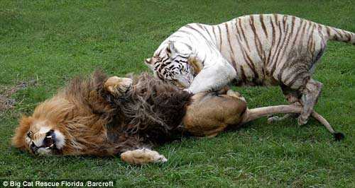 Đại chiến ác liệt một mình hổ trắng với hai sư tử