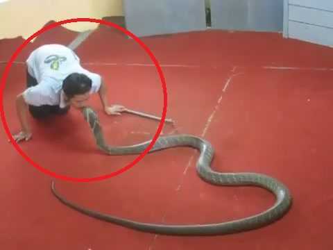 Clip: Người đàn ông mạo hiểm hôn rắn hổ mang