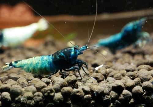 Ngắm những chú tép ngàn đô của 'dân chơi' Sài Gòn