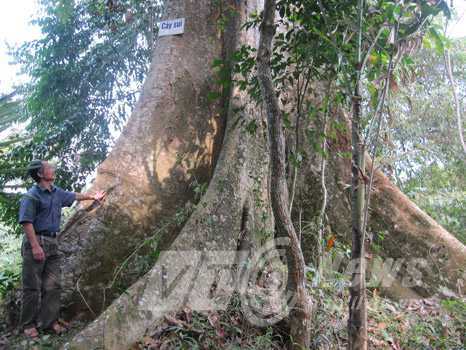 Bí ẩn hàng sui khổng lồ, lớn nhất Việt Nam