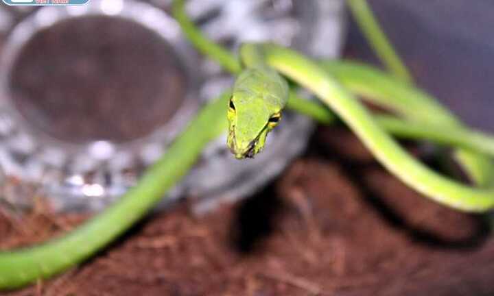 Triều Tiên sở hữu pháo kỳ dị, uy lực khủng khiếp?