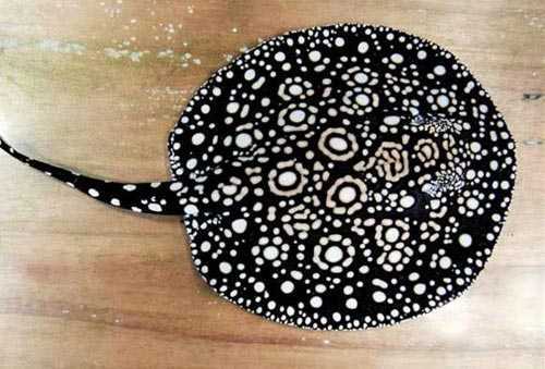 Dân chơi cá cảnh bị cá Sam 'ngàn đô' đầy độc tố mê hoặc